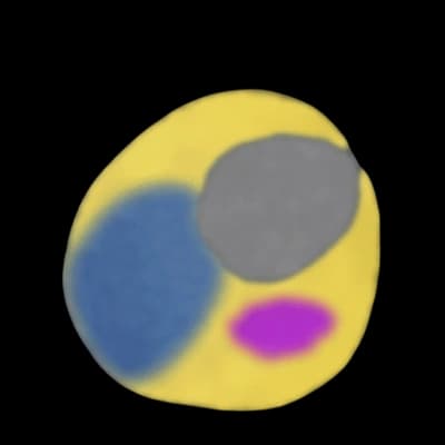 Artery Cross Section