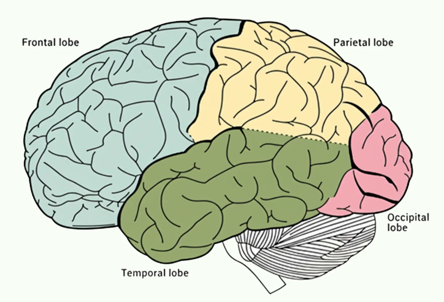 The four lobes of the brain. The hippocampus is located in the temporal lobe.